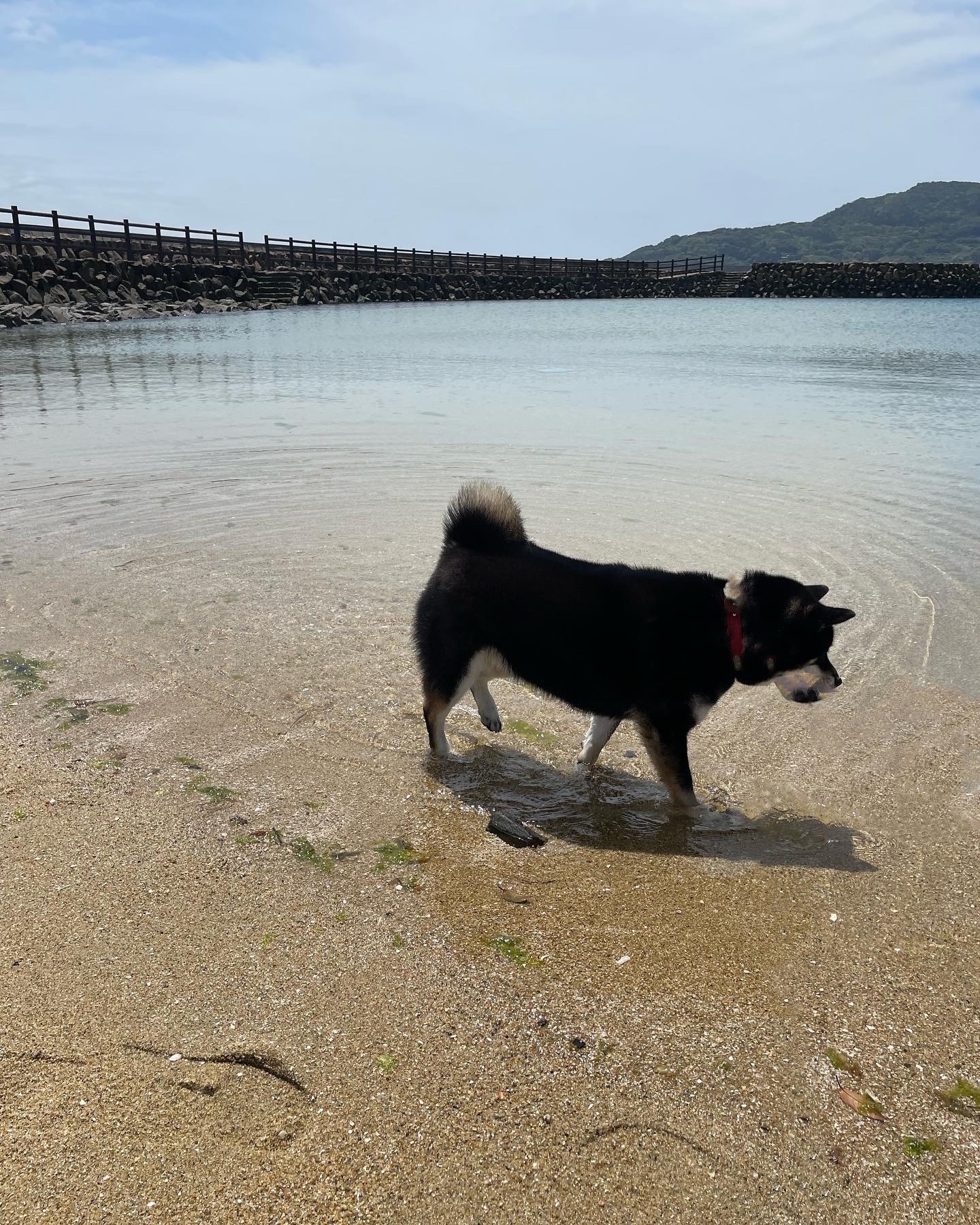 海辺の黒柴